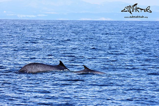 Rorcual común y su cría fotografiados el pasado 3 de abril frente a las costas del Garraf (Barcelona). Foto: Edmaktub.