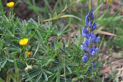 Las flores azules del altramuz atraen a numerosos insectos polinizadores. Es el color que más insectos congrega, junto al amarillo.