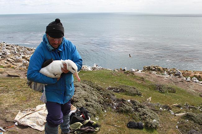 Un investigador sujeta a un albatros ojeroso adulto para marcarle con un emisor GPS (fotos: Virginia Morandini y Miguel Ferrer).