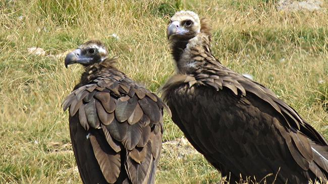 La hembra Perla y el macho Portel forman una de las seis parejas de buitre negro que han criado en Pirineos en 2016 (foto: Equipo de trabajo Boumort-Alinyà).