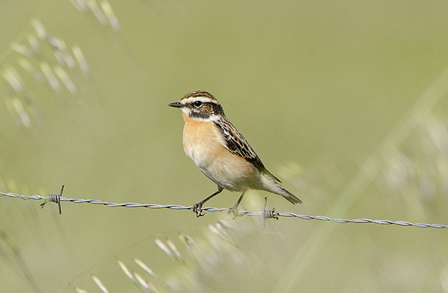 Uno de los machos de tarabilla norteña (Saxicola rubetra) encontrados en Fregenal de la Sierra (Badajoz) el pasado mes de abril.