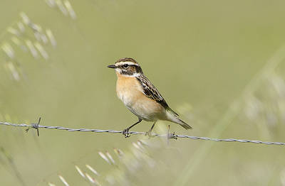 Uno de los machos de tarabilla norteña (Saxicola rubetra) encontrados en Fregenal de la Sierra (Badajoz) el pasado mes de abril.