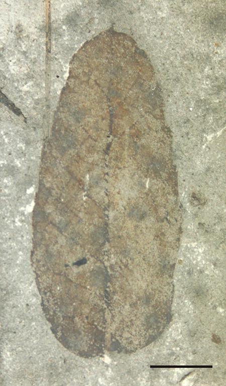 Quercus mediterranea. Mioceno Superior (La Cerdaña, Lérida). Museu de Geologia de Barcelona. Escala: 0’5 cm.