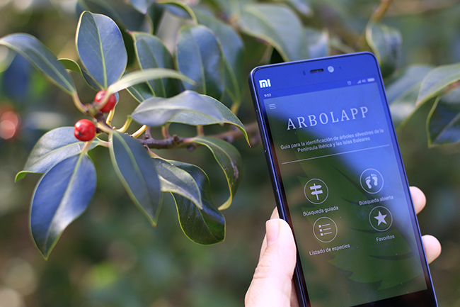 Arbolapp, la aplicación gratuita para identificar árboles, ya tiene versión web con los mismos contenidos y funciones que la app, en www.arbolapp.es. El proyecto, además, se ha ampliado hasta superar las 140 especies que se distribuyen en la península Ibérica y las Islas Baleares. Arbolapp es una iniciativa del Área de Cultura Científica del CSIC y del Real Jardín Botánico, con el apoyo económico de la Fundación Española para la Ciencia y la Tecnología (FECYT).

