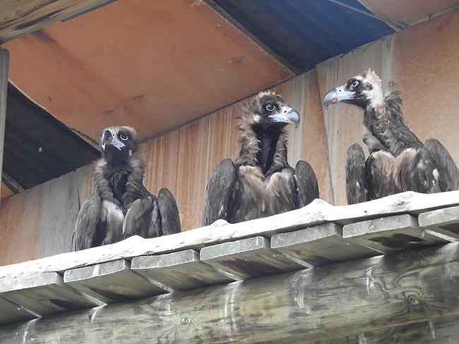 Buitres negros en un jaulón de aclimatación situado en una zona de reintroducción del Pirineo catalán (foto: Grefa).