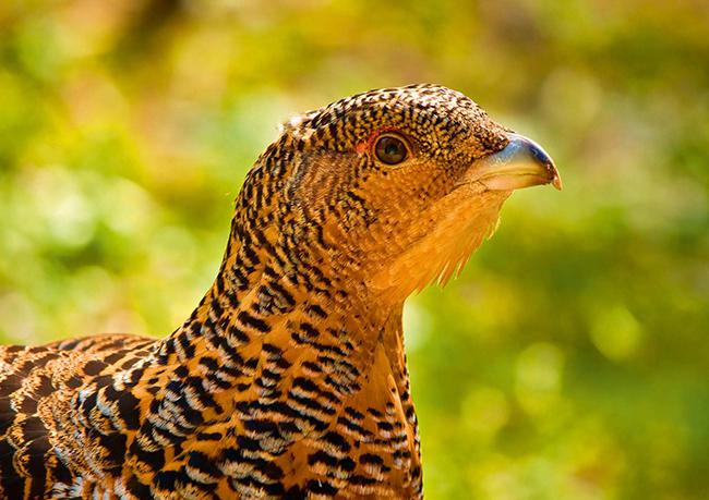 Primer plano de una hembra de urogallo (foto: Ziga Camernik / Shutterstock).