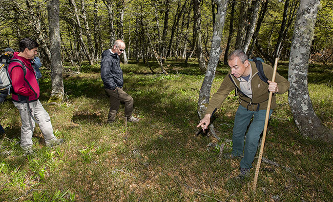 Luis Robles, coordinador de los trabajos de campo del LIFE+ Urogallo cantábrico, Muestra una zona de arandaneras del Parque Nacional de Picos de Europa donde ha actuado el proyecto.