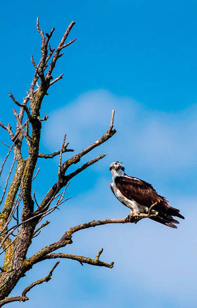 Águila pescadora en la rama de un árbol seco (foto: FotoRequest / Shutterstock).