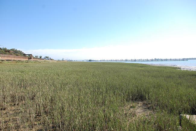 Pradera de hierba salada (Spartina maritima) en la zona de marismas portuarias restaurada en la ría del Odiel (Huelva). Foto: Guillermo Curado.