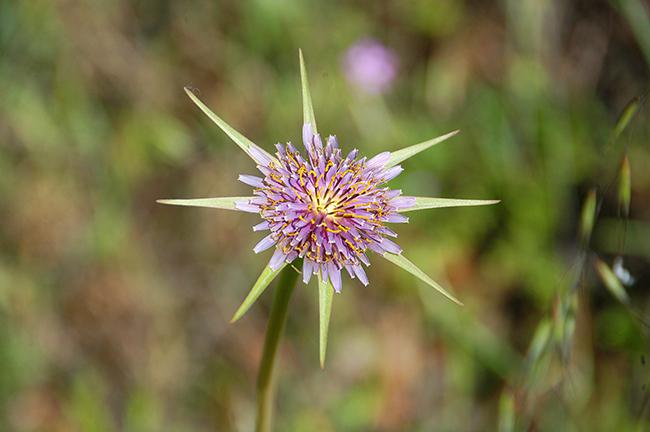 Las atractivas inflorescencias de la barba de cabra aparecen en primavera, pero la planta entera muere a lo largo del verano tras liberar sus semillas.

