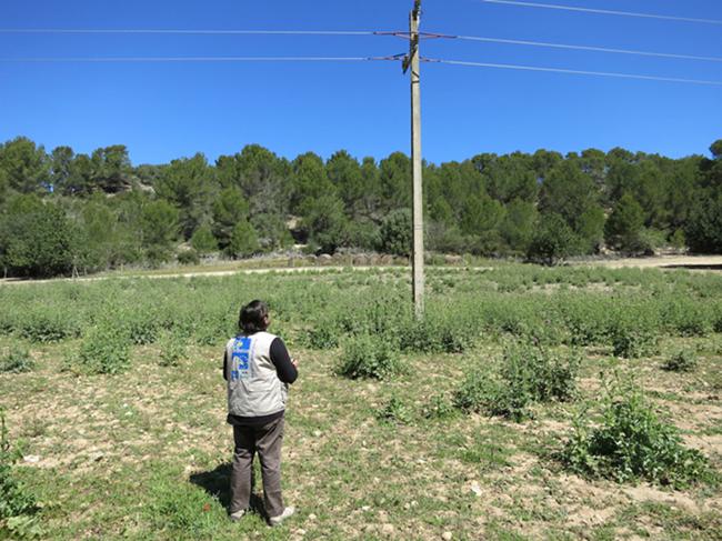 Una bióloga inspecciona el tendido de Mallorca donde murió electrocutada el águila de Bonelli Estepona (foto: LIFE Bonelli).