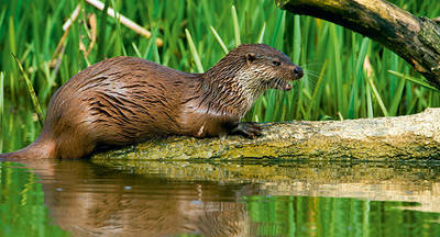 Una nutria sale del agua en la orilla de un río (foto: davemhuntphotography / Shutterstock).

