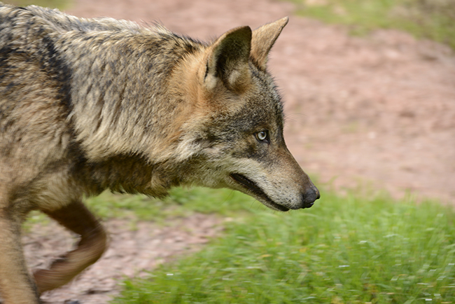 Primer plano de un lobo ibérico (foto: Antonio Pulido).

