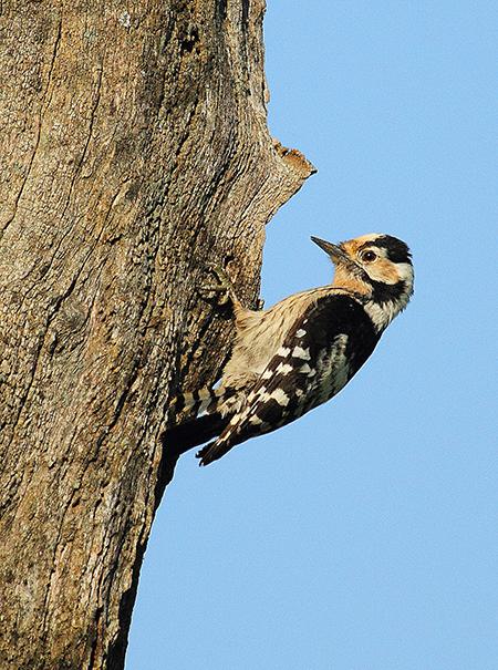 Hembra de pico menor en el arroyo de Guadalbaida (Posadas, Córdoba), un afluente del Guadalquivir (foto: Manuel Moral).