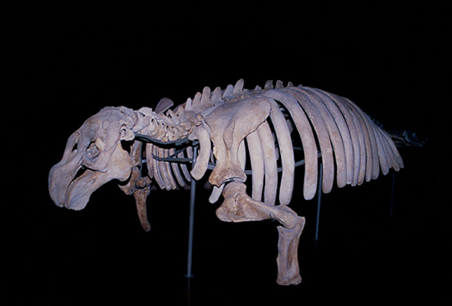 Esqueleto de una vaca marina de Steller conservado en el Museo de Historia Natural de Viena. (foto: Arturo Valledor de Lozoya).