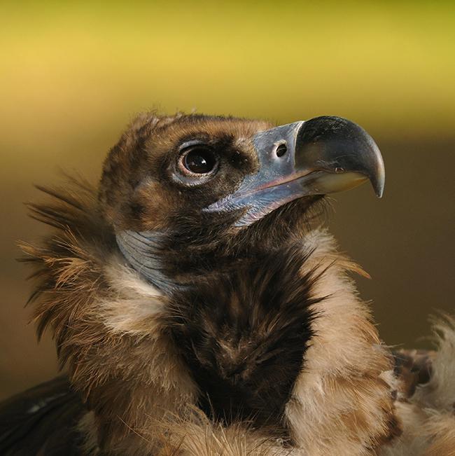 Primer plano de un buitre negro (foto: Juan Bécares / SEO BirdLife).