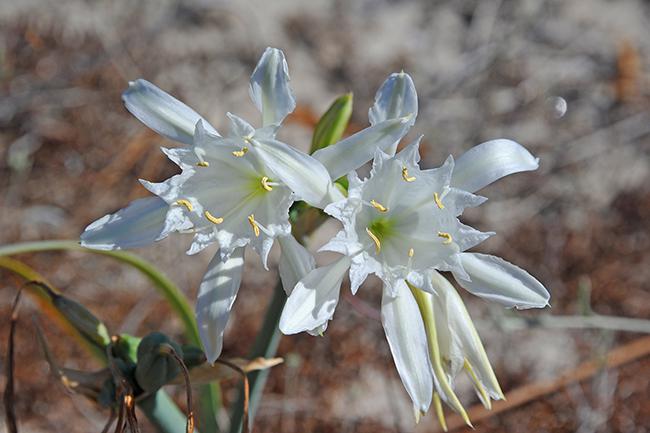 Las flores de la azucena de mar desprenden un ligero perfume con la finalidad de atraer a la mariposa nocturna que se encarga de polinizarlas.