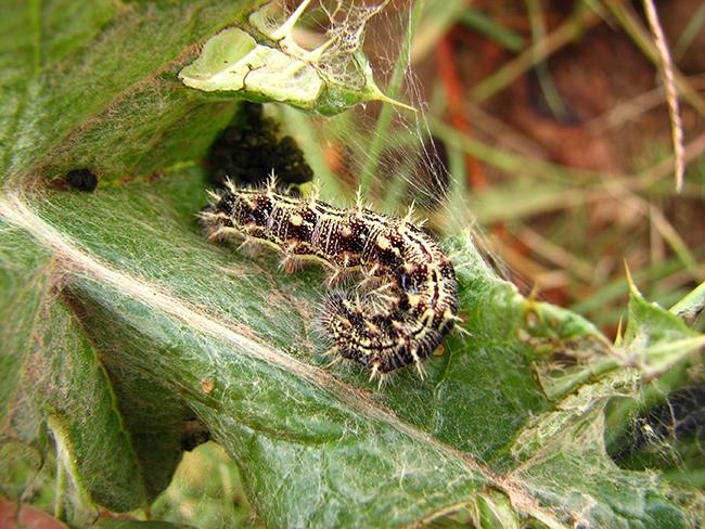 Una oruga de vanesa de los cardos (Vanessa cardui) sobre su planta nutricia (foto: CREAF).