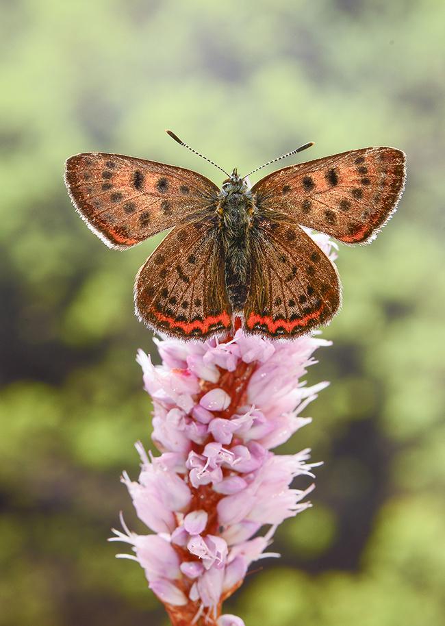 Parte superior (anverso) de Lycaena helle. El nombre vulgar de Manto Violeta procede de las iridiscencias violáceas de sus alas.