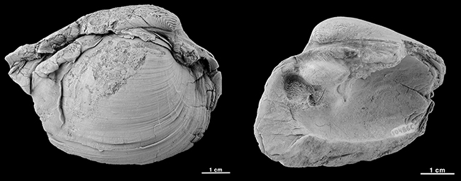 Fósiles de Margaritifera idubedae (Cretácico Inferior de la Cuenca de Cameros, La Rioja). A la izquierda, un ejemplar articulado; a su lado, vista interna de una valva derecha (Museo Geominero).