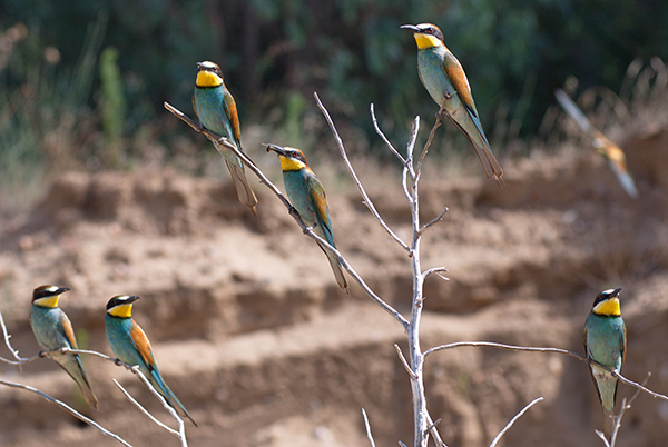 Abejarucos posados cerca de su colonia de cría (foto: Domingo Rivera).