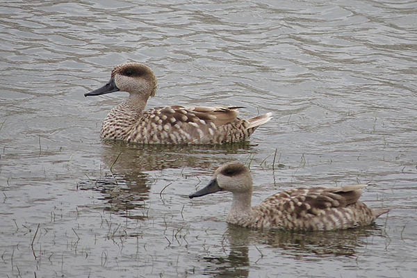 Pareja de cercetas pardillas fotografiada la pasada primavera en el Parque Natural de El Hondo (Alicante). Foto: Sergio Arroyo.