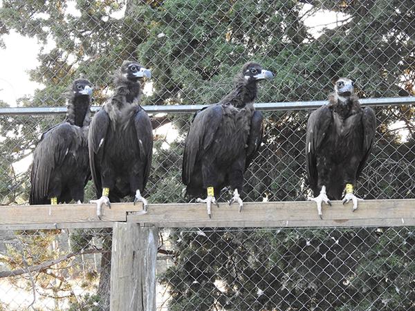 Varios de los buitres negros reintroducidos en la Sierra de la Demanda reposan en un cercado (foto: Grefa).

