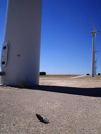 Un autillo yace muerto por la colisión en un aerogenerador de Pozo Cañada (Albacete). Foto: SAO.