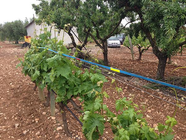 Ejemplos de flejes Sabird instalados de forma experimental en una finca de la comarca catalana del Penedés (fotos Birding Natura).