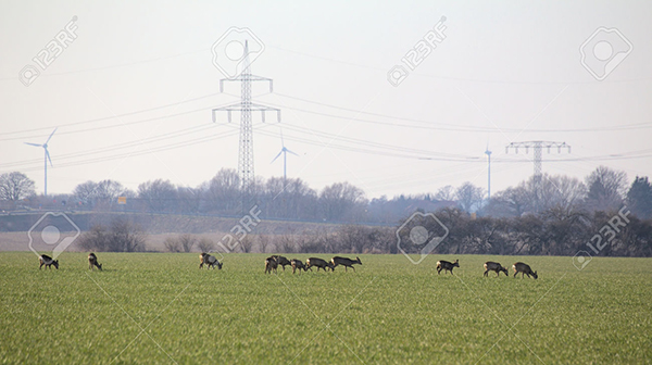 Un grupo de corzos se alimenta en un cultivo agrícola (foto: jojoo64/123RF).