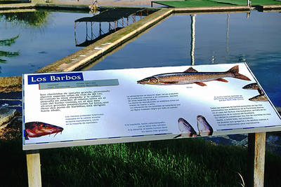 Cartel sobre los barbos en el Centro de Acuicultura Las Vegas del Guadiana (Villafranco del Guadiana, Badajoz). Foto: Domingo Rivera.