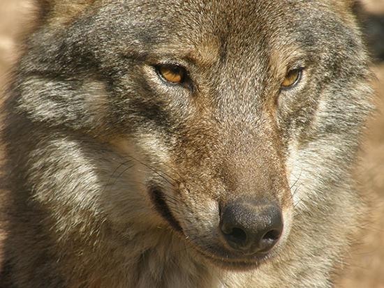 Hasta mediados del siglo XX, el lobo aún se internaba en las calles de muchos pueblos extremeños (foto: Francisco Gragera).

