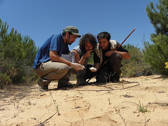 Censo de conejos en Doñana (foto: SECEM).

