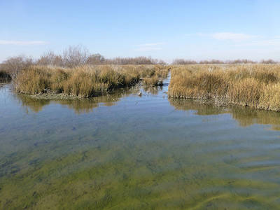 Inundación temporal de las Tablas del Záncara (Alcázar de San Juan, Ciudad Real), durante el invierno de 2015 (foto: Santos Cirujano / RJB-CSIC).

