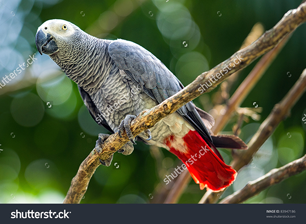 Loro gris africano en una rama (foto:
Richard Susanto / Shutterstock).