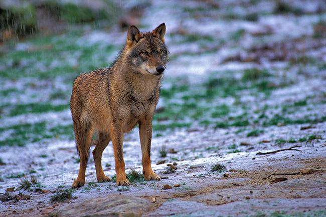 Lobo ibérico bajo
la lluvia (foto:
Jorge Sierra).