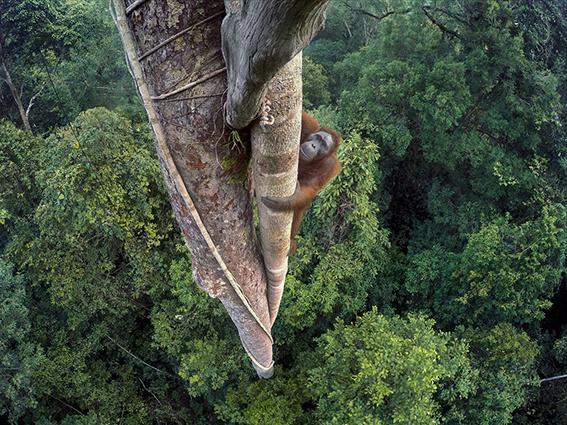 Esta fotografía de un orangután trepando, ha sido la ganadora absoluta en WPY 2016 (foto: Tim Laman).

