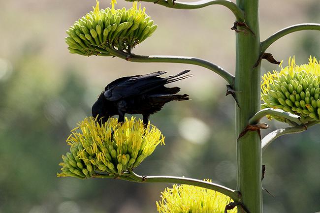 Un cuervo (Corvus corax) obtiene néctar en la umbela de una pitera común (Agave americana) en Tenerife (foto: Beneharo Rodríguez).