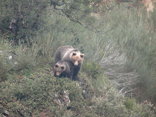 Una osa con una cría de segundo año, en Liébana (Cantabria). Se trata de una de la docena de hembras reproductoras que tiene hoy en día la precaria población osera del oriente cantábrico (foto: Fundación Oso Pardo).