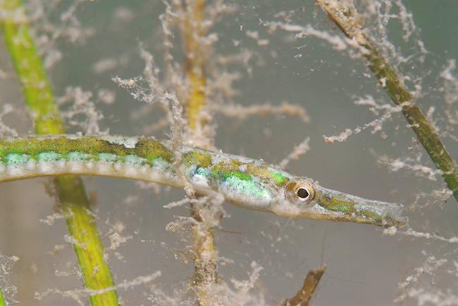 Aguja de río (Syngnathus abaster) en un fondo cubierto por la fanerógama Marina Cymodocea nodosa, ejemplo de zona aún bien conservada en el Mar Menor. Foto (Javier Murcia).