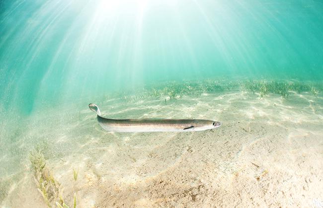 Una anguila europea nada sobre un fondo fangoso del Mar Menor (foto: Javier Murcia).