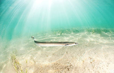Una anguila europea nada sobre un fondo fangoso del Mar Menor (foto: Javier Murcia).