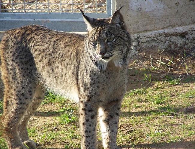 Lince ibérico en un centro de cría (foto: Junta de Andalucía).