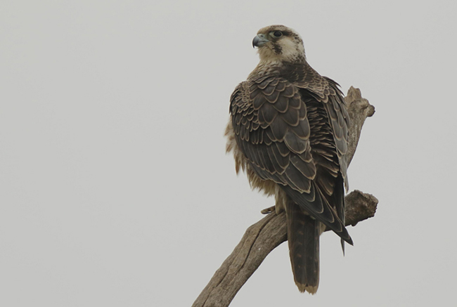 Hembra juvenil de halcón peregrino de origen nórdico (foto: Víctor Estrada).

