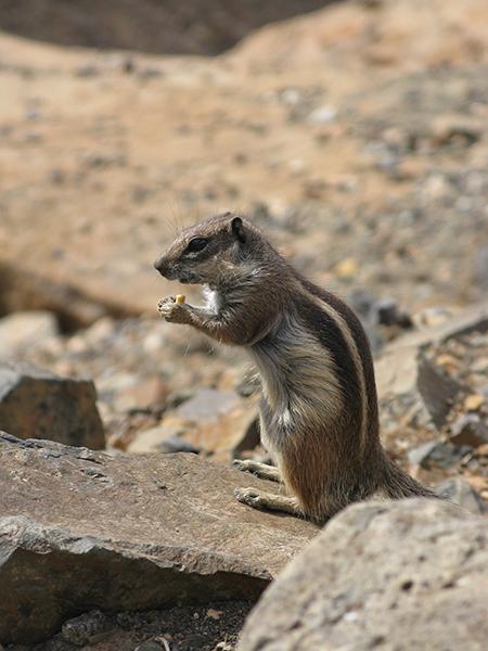 Ardilla moruna perteneciente a la población asentada en Fuerteventura (foto: Sergi Conde).