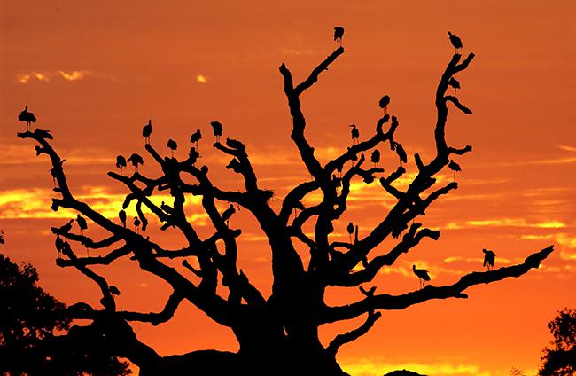 Atardecer en las Pajareras de Doñana (foto: José María Pérez de Ayala).