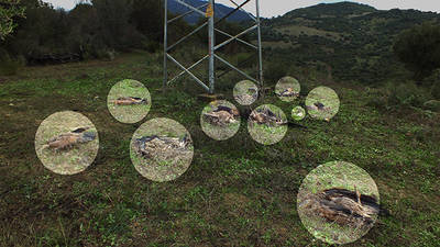 Los círculos indican donde se hallan los cadáveres de los diez buitres leonados (foto:
Silvema Serranía de Ronda - Ecologistas en Acción).

