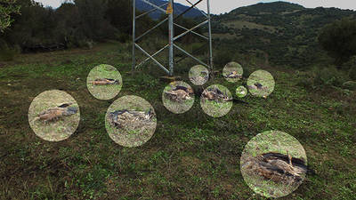 Los círculos indican donde se hallan los cadáveres de los diez buitres leonados (foto:
Silvema Serranía de Ronda - Ecologistas en Acción).

