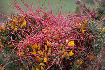Tallos de cabello de Venus (Cuscuta epithymum). Foto: J. Ramón Gómez.