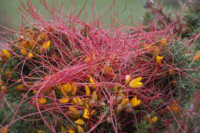 Tallos de cabello de Venus (Cuscuta epithymum). Foto: J. Ramón Gómez.